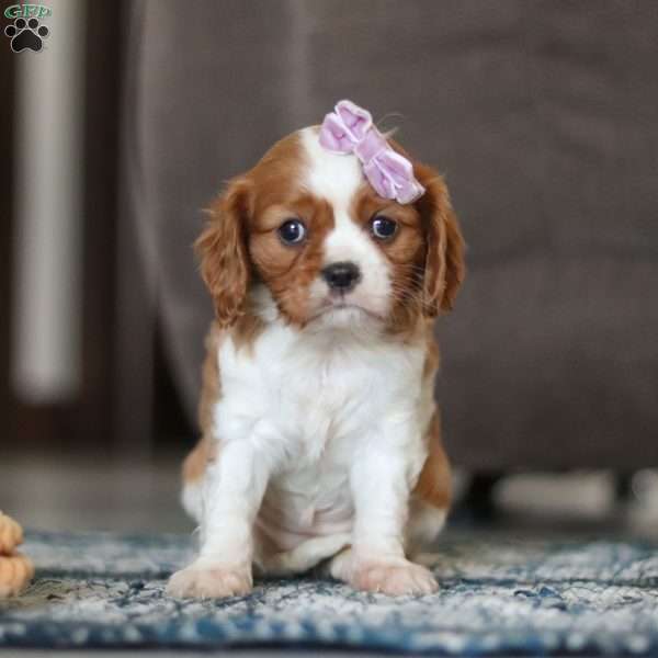 Octavia, Cavalier King Charles Spaniel Puppy